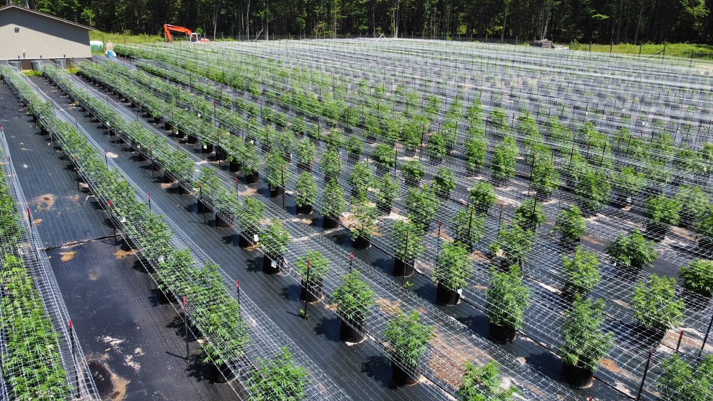 Outdoor cannabis grow rows at the Green Mitten Pharms family farm in Standish, Michigan.