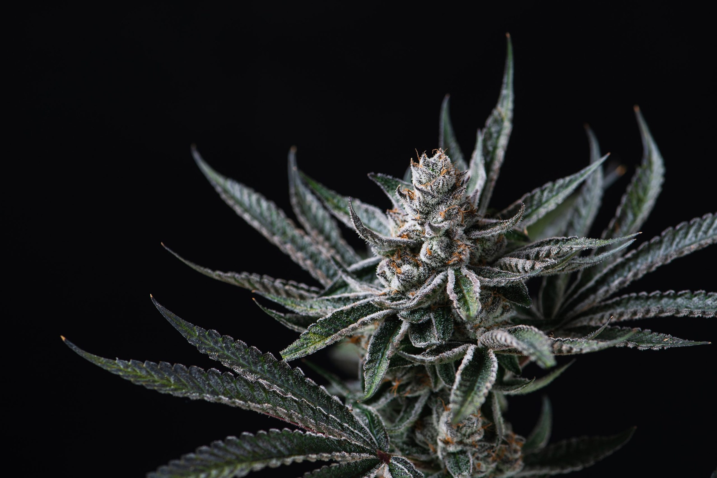 A single living cannabis cola in late flower from the Highway Dispos Standish family farm, frosted trichomes catching studio light against a dark backdrop.